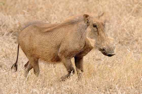 ubuntu开发代号 狮子王的好伙伴  疣猪