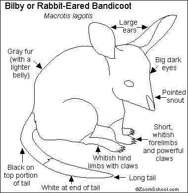 澳大利亚最奇特的有袋目动物之一 兔耳袋狸 澳大利亚最奇特的有袋目动物之一 兔耳袋狸