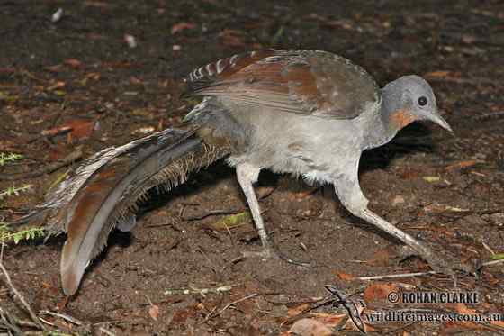 华丽的琴鸟 华丽的琴鸟