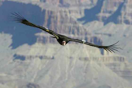 加利福尼亚神鹰 美国巨型猛禽 最少时只有8只