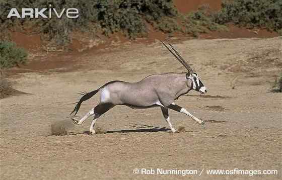 博茨瓦纳沙漠中的羚羊  南非长角羚