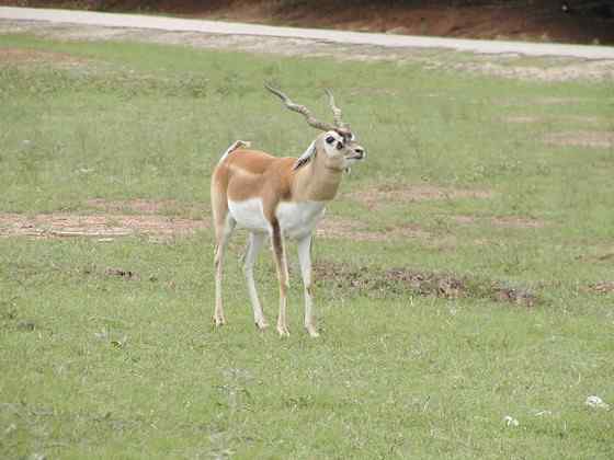 漂亮的羚羊  印度羚