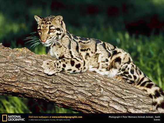 云豹最痴情 Neofelis nebulosa 云豹最痴情 Neofelis nebulosa