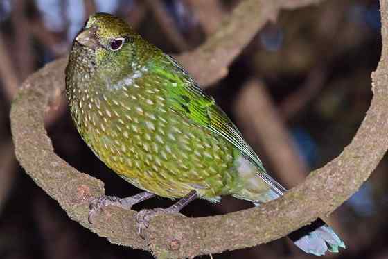 叫声像猫的园丁鸟  猫声鹊、绿猫鸟 Ailuroedus crassirostris