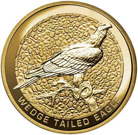 澳大利亚三大猛禽之——楔尾鹰 Aquila audax