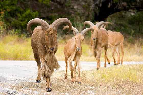 非洲唯一的野生羊种——鬣羊 bearded argali 非洲唯一的野生羊种——鬣羊 bearded argali