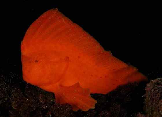 漂亮的罕见的“印第安鱼”  丑鲉