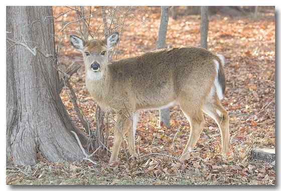 维吉尼亚鹿 白尾鹿