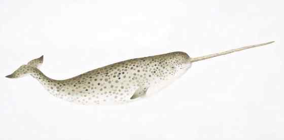 北冰洋中的独角兽 长“牙齿”的角鲸