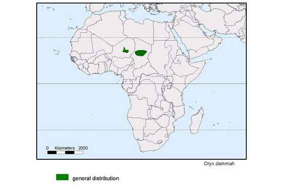 沙漠中的羚羊——弯角大羚羊 Oryx dammah 沙漠中的羚羊——弯角大羚羊 Oryx dammah