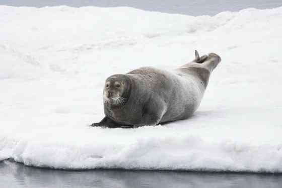 髯海豹 须海豹 Erignathus barbatus 髯海豹 须海豹 Erignathus barbatus