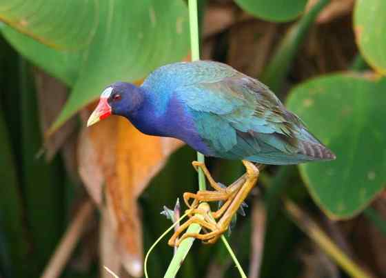 美洲最漂亮的鸟类之一  紫青水鸡