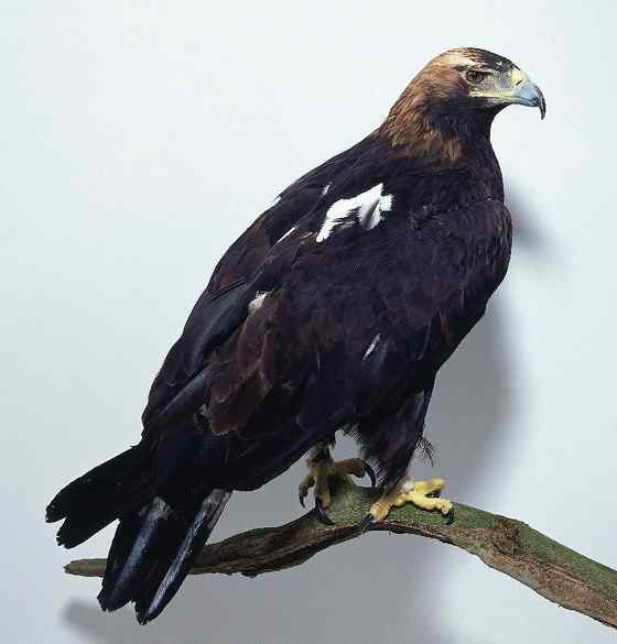 帝王鹰、御雕 白肩雕 帝王鹰、御雕 白肩雕