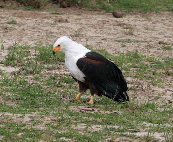 长得和白头海雕很像的吼海雕 Haliaeetus vocifer