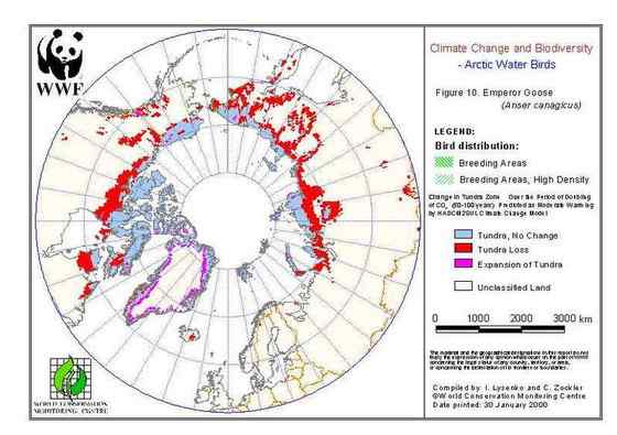 寒带地区特有的鸟类  金头鹅 皇雁