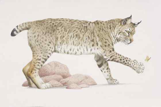 北美洲数量最多的猫科动物  短尾猫