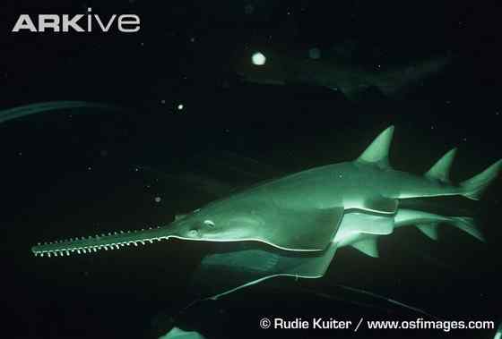 锯鳐 sawfish