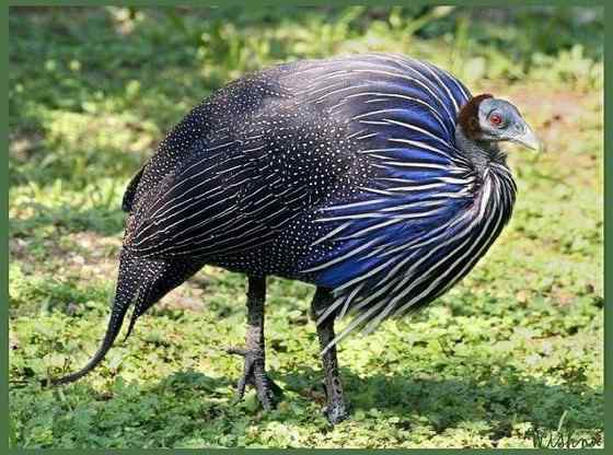 脑袋像秃鹫的珍珠鸡  鹫珠鸡 Vulturine Guineafowl