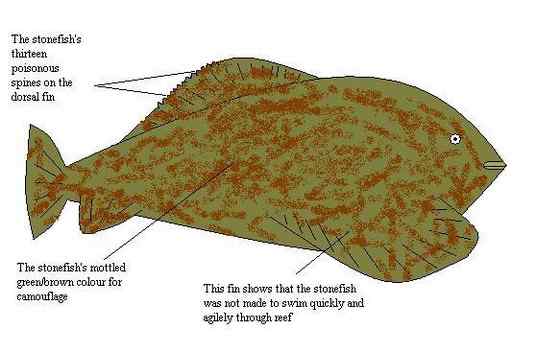 危险的鱼咬人  石鱼