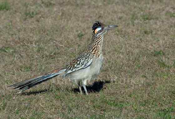捉蛇抓蛇吃蛇的鸟  走鹃
