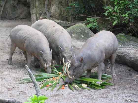 印度尼西亚的四牙猪  鹿豚
