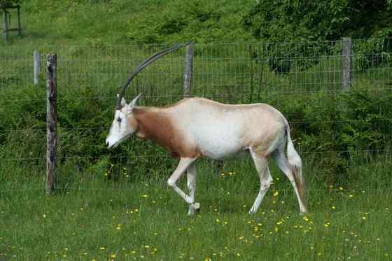 沙漠中的羚羊——弯角大羚羊 Oryx dammah