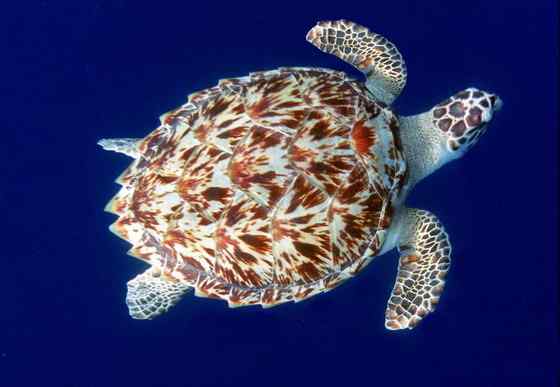 玳瑁是什么动物？一种海龟