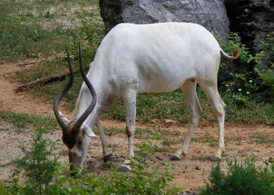 旋角羚 Addax nasomaculatus 旋角羚 Addax nasomaculatus