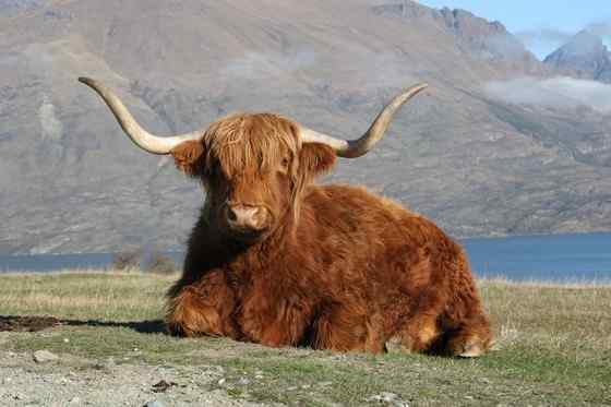 最古老的家牛品种——来自苏格兰的高地牛