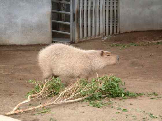 世界上最大的啮齿目动物——水豚 世界上最大的啮齿目动物——水豚