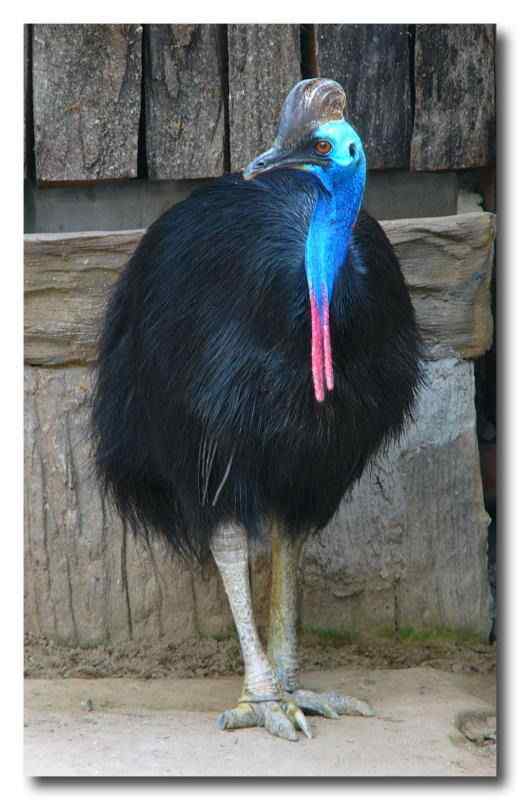 大型走禽——食火鸡(鹤鸵) 大型走禽——食火鸡(鹤鸵)