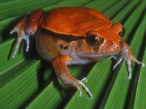 猩红的“西红柿”  马达加斯加 番茄蛙