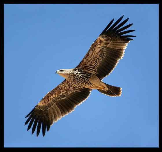 帝王鹰、御雕 白肩雕 帝王鹰、御雕 白肩雕