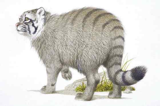 绿眼睛的肥猫羊猞猁  兔狲 Otocolobus manul