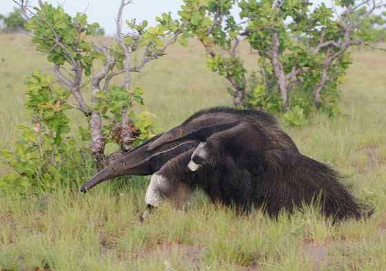 南美洲大食蚁兽