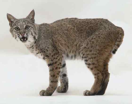 北美洲数量最多的猫科动物  短尾猫