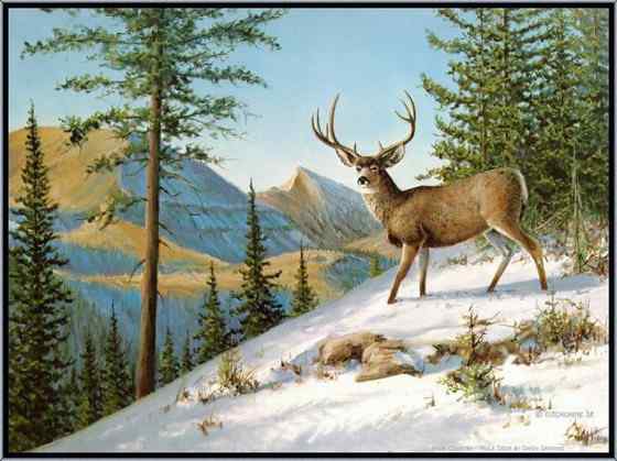 骡鹿 臀部都是白色 骡鹿 臀部都是白色