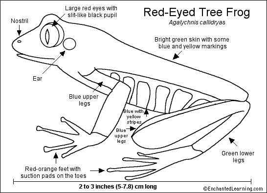 最漂亮的蛙类  红眼树蛙