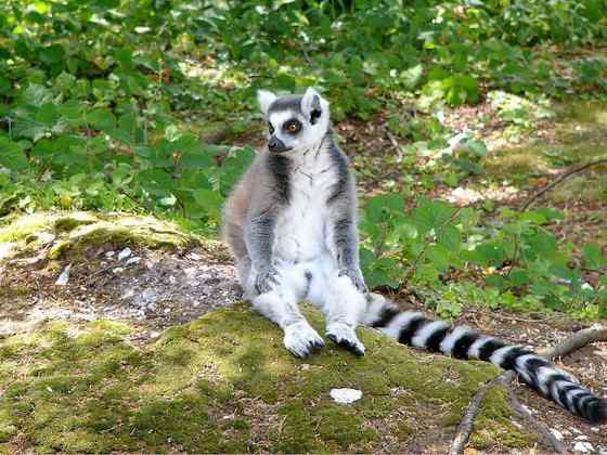 著名的马达加斯加狐猴  环尾狐猴