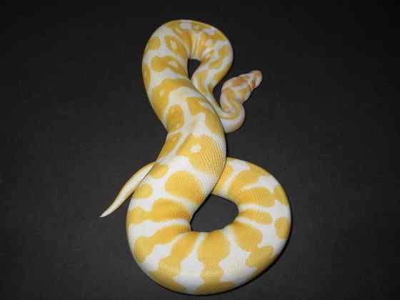 球蟒 受惊时会卷成球状的蟒蛇