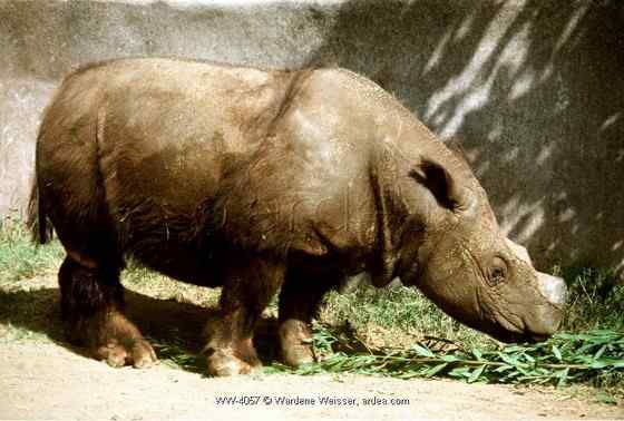 远古巨兽的直系后裔  亚洲犀牛 苏门答腊犀