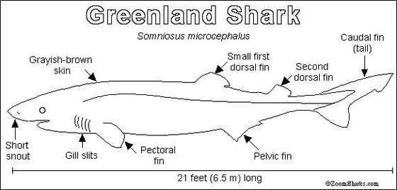 格陵兰鲨 睡鲨