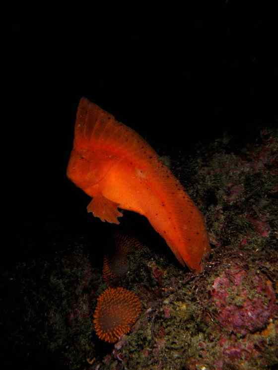 漂亮的罕见的“印第安鱼”  丑鲉