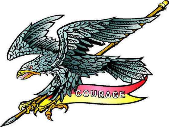 澳大利亚三大猛禽之——楔尾鹰 Aquila audax