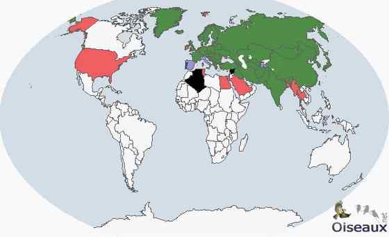 波兰国鸟白尾海雕 Haliaeetus albicilla