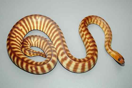 沙漠中的蟒蛇——兰氏盾蟒 Aspidites ramsayi 沙漠中的蟒蛇——兰氏盾蟒 Aspidites ramsayi