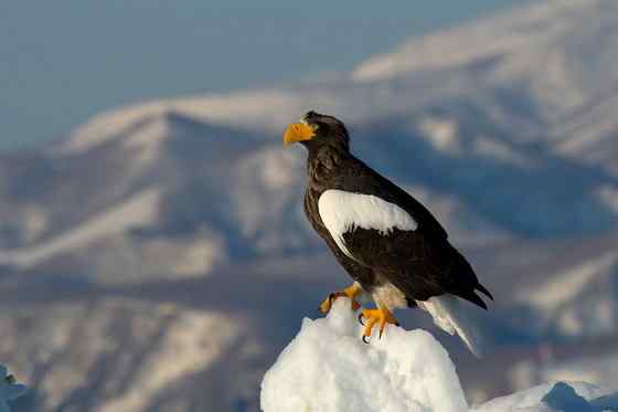 西伯利亚沿海的虎头海雕 Haliaeetus pelagicus