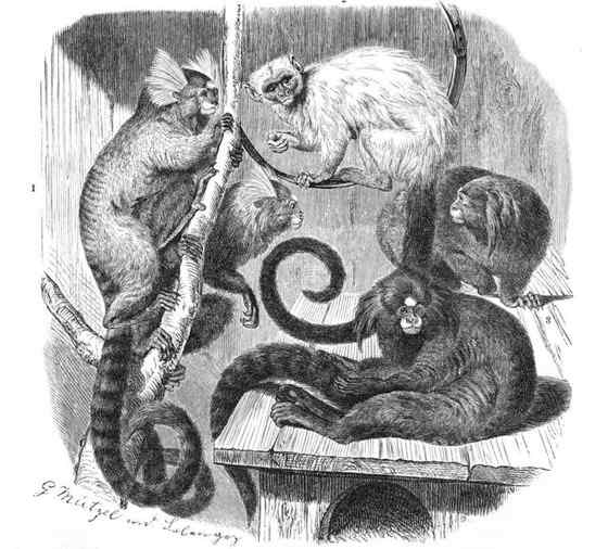 世界上体型最小的猴子之一  银狨