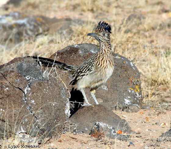 捉蛇抓蛇吃蛇的鸟  走鹃