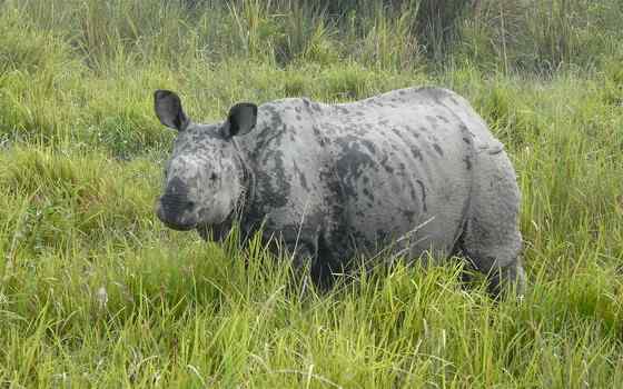 汉朝巨人与大独角犀 汉朝巨人与大独角犀